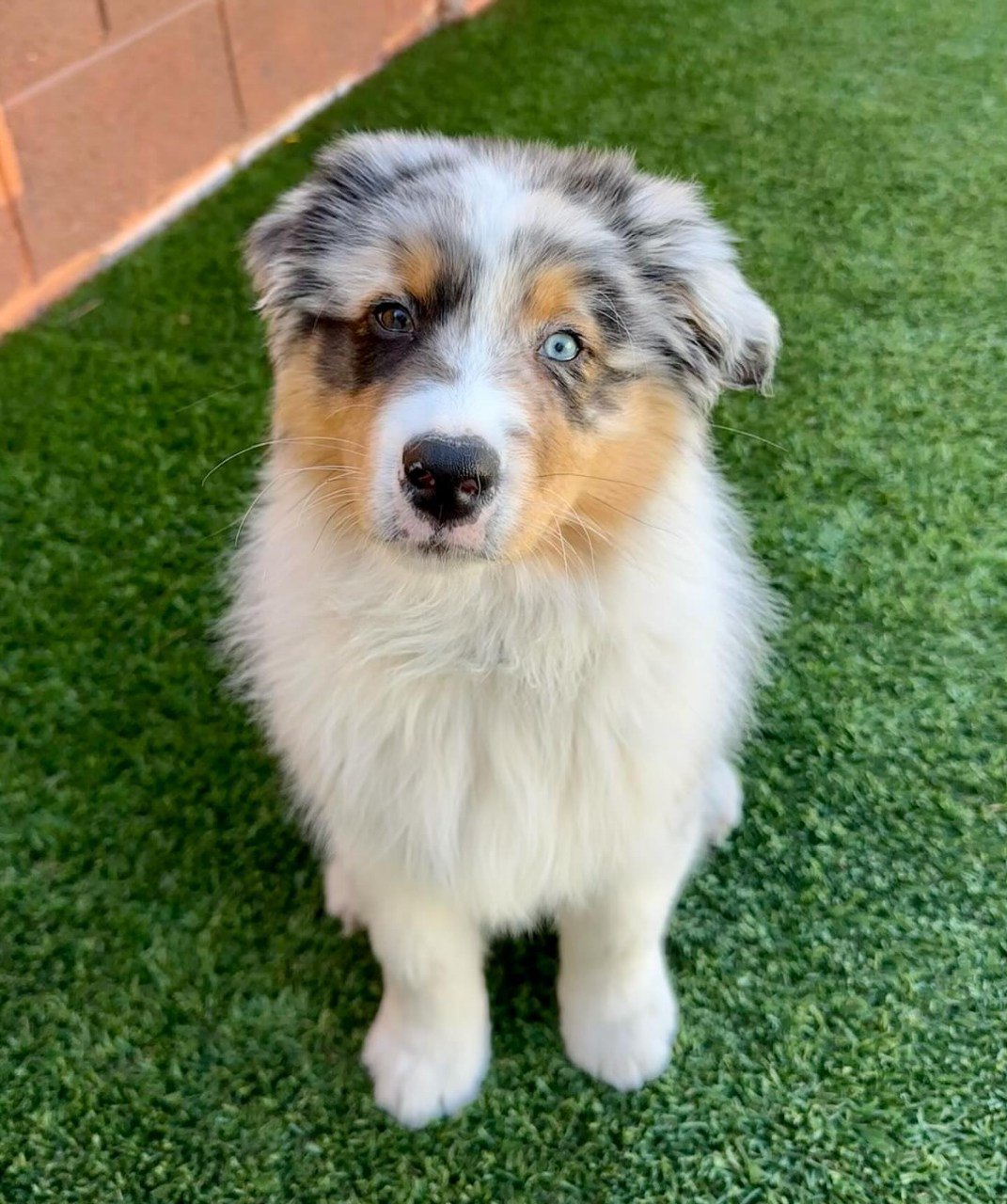Kate - Australian Shepherd Puppy (photo 1 of 9)